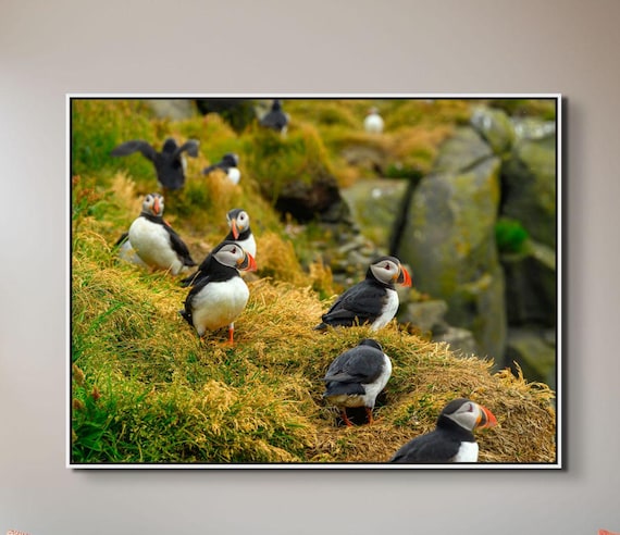 Atlantic Puffin Canvas Print | Iceland Bird Photography, Coastal Wall Art