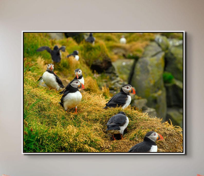 Atlantic Puffin Canvas Print | Iceland Bird Photography, Coastal Wall Art image 1