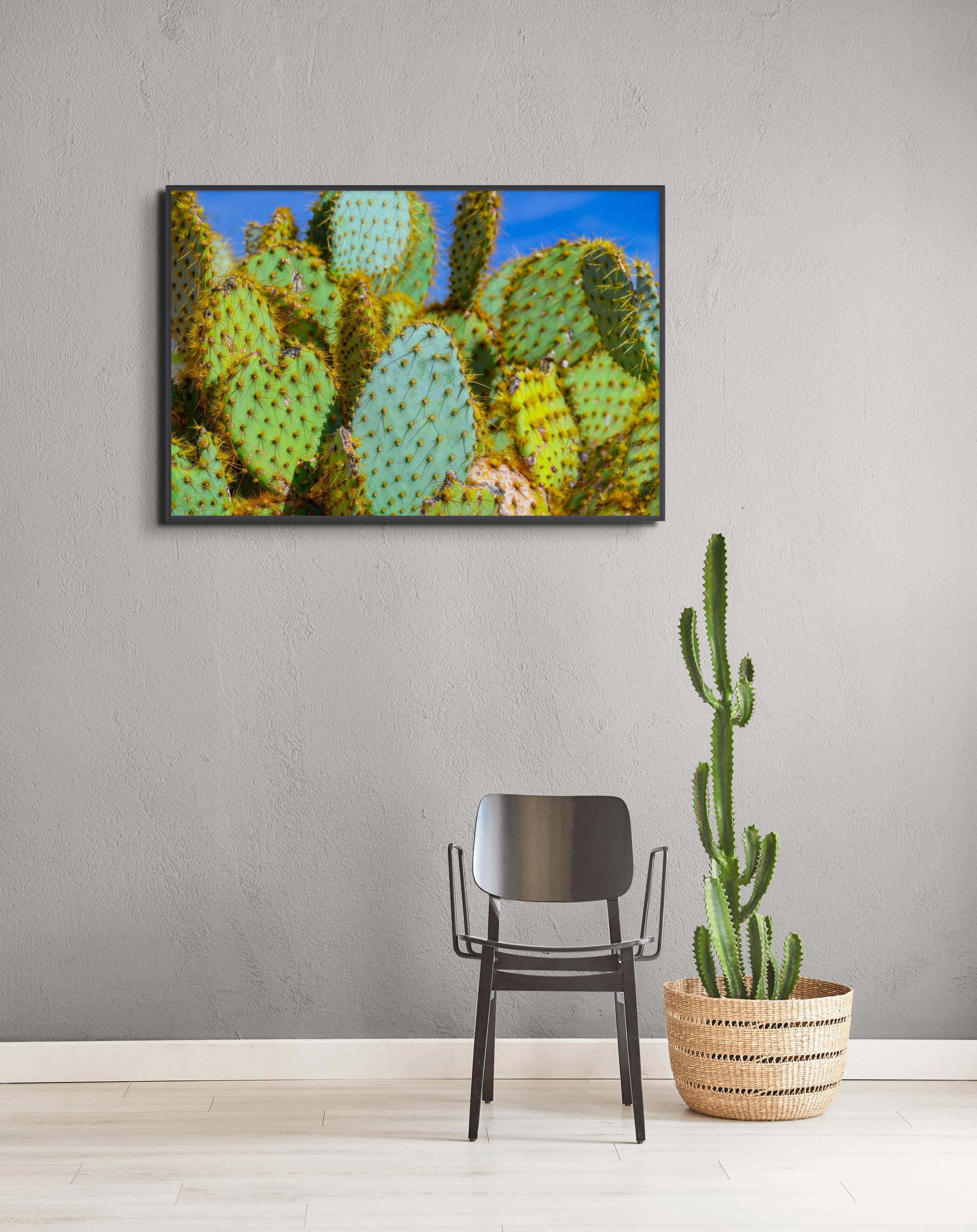 Prickly Pear Cactus Wall Art - Vibrant Desert Botanical Photography ...