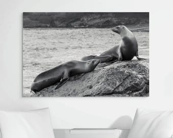 Sea Lion Canvas Print – Black and White Coastal Wildlife Photography