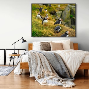 Atlantic Puffin Canvas Print | Iceland Bird Photography, Coastal Wall Art image 5