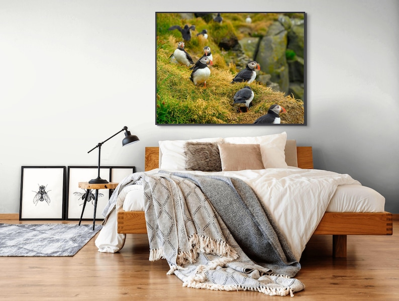 Atlantic Puffin Canvas Print | Iceland Bird Photography, Coastal Wall Art image 5