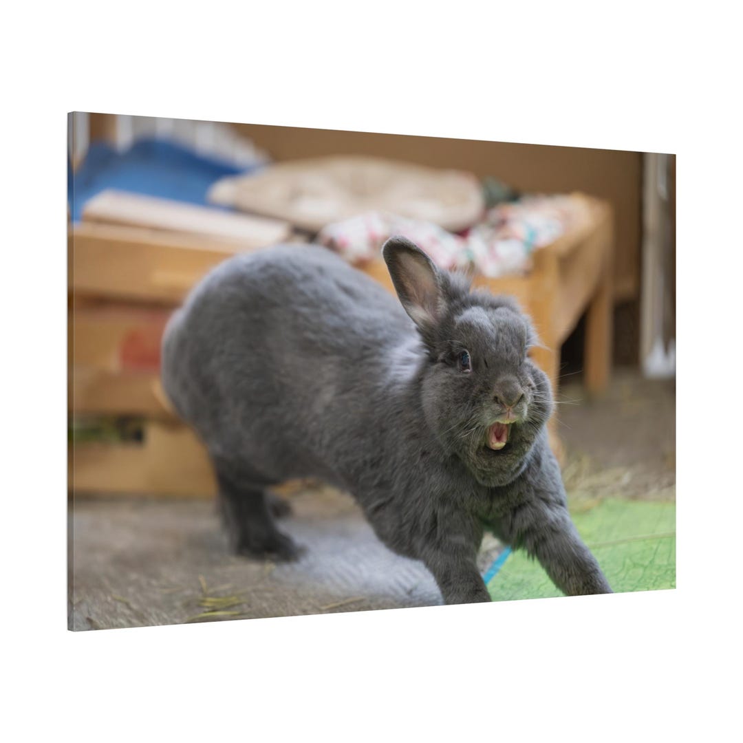 Yawning Rabbit Png Lionhead Rabbit Yawning Canvas Print | Funny Animal Wall Art - Etsy