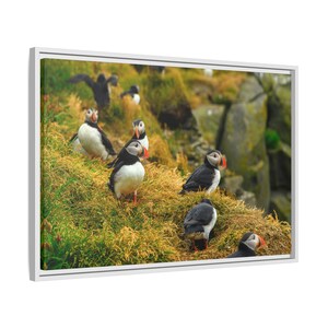 Atlantic Puffin Canvas Print | Iceland Bird Photography, Coastal Wall Art image 8