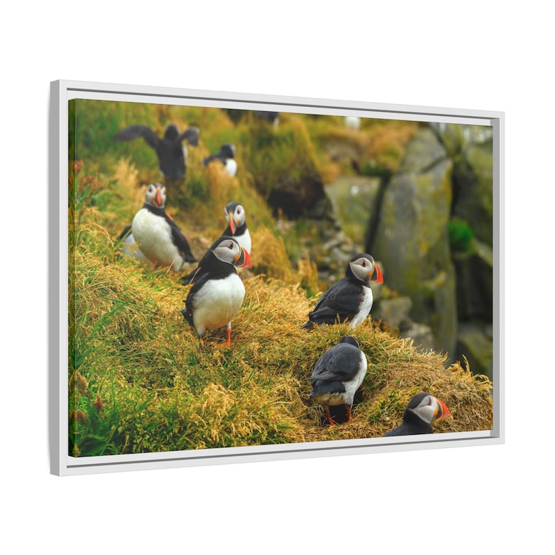 Atlantic Puffin Canvas Print | Iceland Bird Photography, Coastal Wall Art image 8