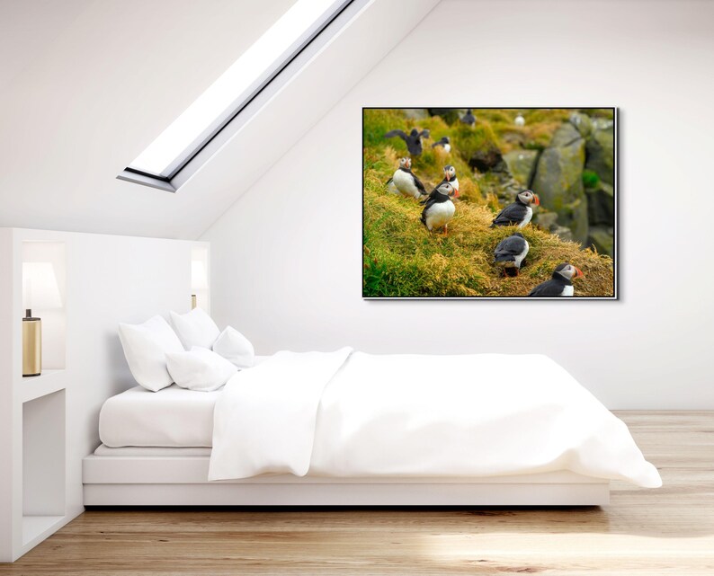 Atlantic Puffin Canvas Print | Iceland Bird Photography, Coastal Wall Art image 3