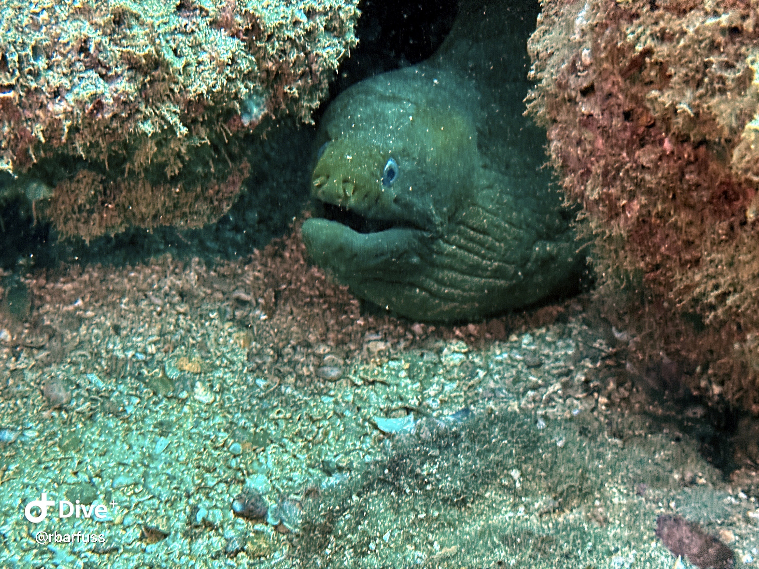 Green Moray Eel Print Etsy