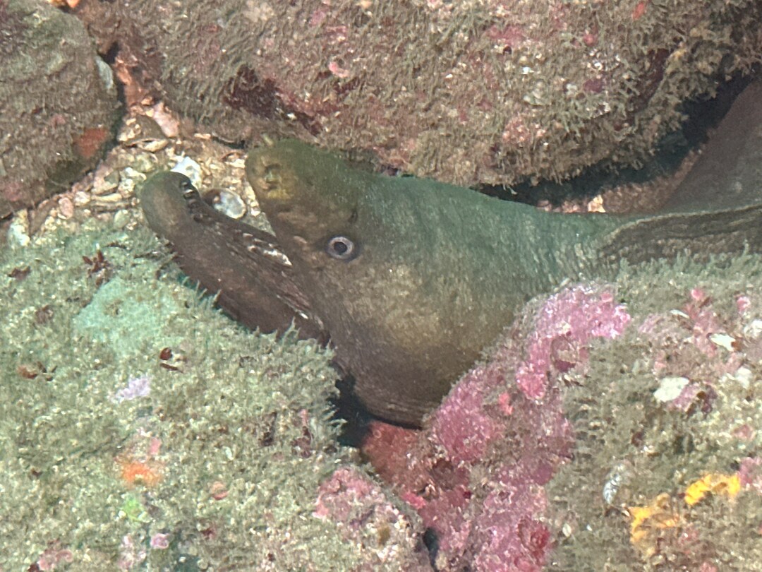 Moray Eel - Print - Etsy