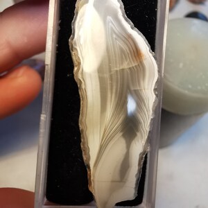 以下が含まれることがあります： 黒色のベルベットの裏地が付いた透明なプラスチック製の箱に、白とグレーの縞模様の入った茶色のアゲートのスライスが展示されています。