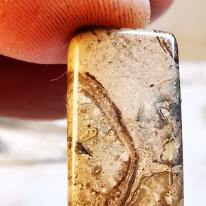 May include: A rectangular, light brown, fossilized stone with a swirling pattern of darker brown lines and small white dots.