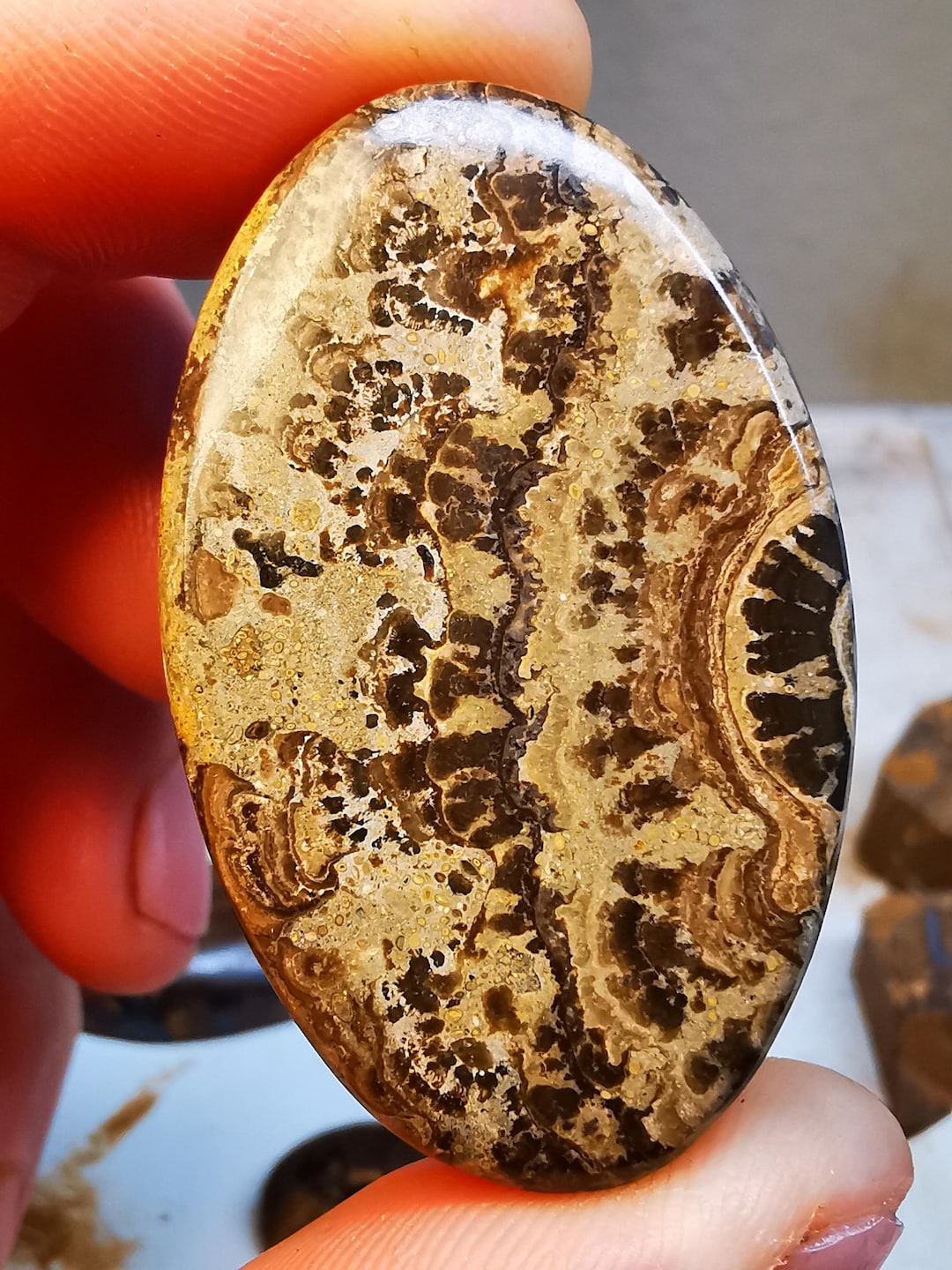 Rare Scottish Stromatolite Fossil in Limestone - Etsy
