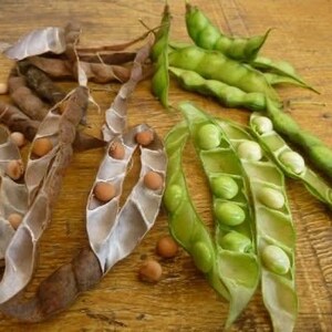 Pu&ograve; includere: Primo piano di due tipi di baccelli di legumi. I baccelli a sinistra sono marroni e aperti per rivelare semi bianchi. I baccelli a destra sono verdi e aperti per rivelare semi bianchi e verdi.