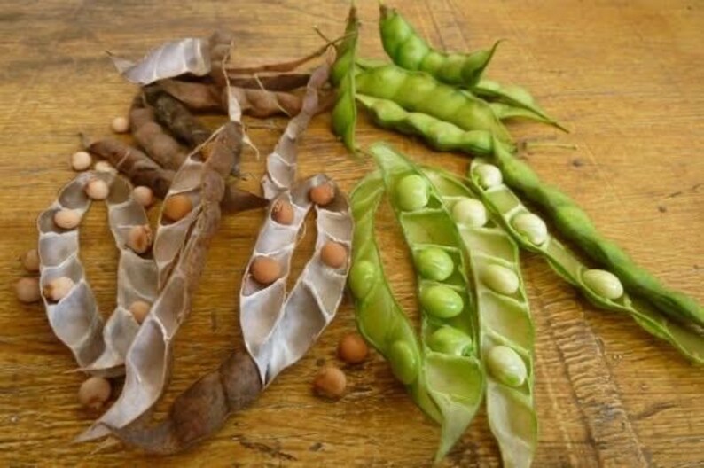 Pu&ograve; includere: Primo piano di due tipi di baccelli di legumi. I baccelli a sinistra sono marroni e aperti per rivelare semi bianchi. I baccelli a destra sono verdi e aperti per rivelare semi bianchi e verdi.