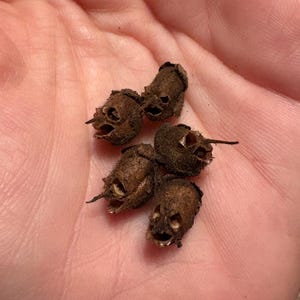 Vile Snapdragon Seed Pod Skulls | Shruken head | Curio | Oddities | Curiosities | Gift | Botanical