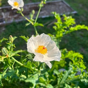 Semi di papavero bianco spinoso 50+ con codice QR per un video informativo GRATUITO