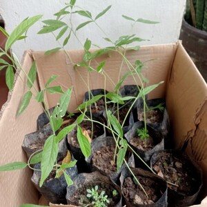 Pu&ograve; includere: Una scatola di cartone piena di piccole piante verdi in vasi di plastica neri. Le piante hanno steli lunghi e foglie piccole. La scatola ha un codice a barre e il testo "2,4 kg" stampato su di essa.