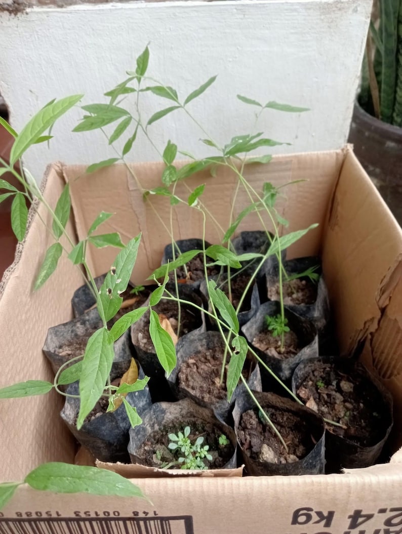 Pu&ograve; includere: Una scatola di cartone piena di piccole piante verdi in vasi di plastica neri. Le piante hanno steli lunghi e foglie piccole. La scatola ha un codice a barre e il testo "2,4 kg" stampato su di essa.