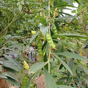 Pu&ograve; includere: Primo piano di una pianta di legumi verdi con foglie lunghe e strette e baccelli di fagiolini verdi. La pianta sta crescendo in un giardino.