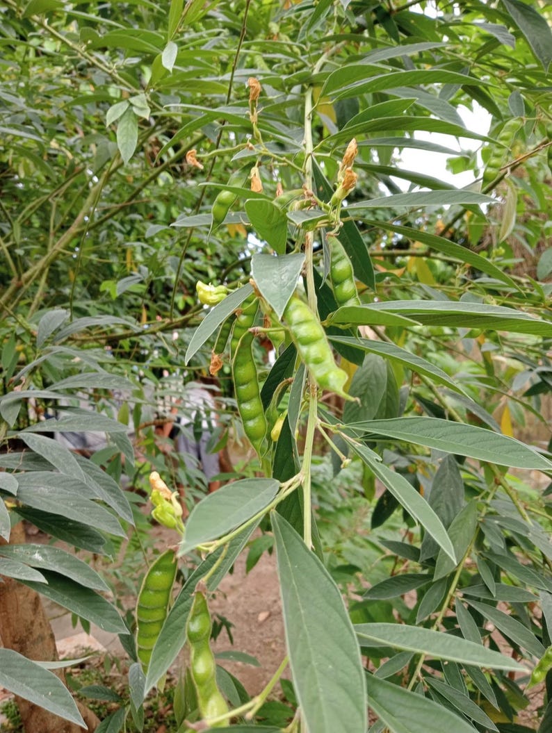 Pu&ograve; includere: Primo piano di una pianta di legumi verdi con foglie lunghe e strette e baccelli di fagiolini verdi. La pianta sta crescendo in un giardino.