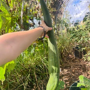 May include: A long, green loofah gourd is held by a person's hand in an outdoor garden setting. The gourd is cylindrical with a ridged texture. The background includes green foliage, a metal arch, and a glimpse of a blue sky.