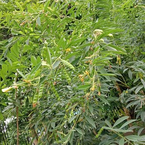 Pu&ograve; includere: Primo piano di una pianta verde frondosa con baccelli lunghi e sottili che crescono dai rami. I baccelli sono pieni di piccoli semi rotondi. La pianta cresce in un giardino.