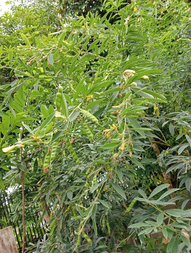 Pu&ograve; includere: Primo piano di una pianta verde frondosa con baccelli lunghi e sottili che crescono dai rami. I baccelli sono pieni di piccoli semi rotondi. La pianta cresce in un giardino.