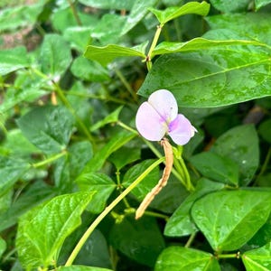 Field Pea Seeds – 25 Pack | Heirloom, Generational Family Seeds