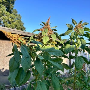 RESTOCKED! Golden Giant Amaranth 50 seeds