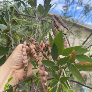 Pu&ograve; includere: Primo piano di una mano che tiene baccelli di semi marroni di una pianta con foglie verdi. I baccelli sono lunghi e sottili, con una consistenza leggermente rugosa.
