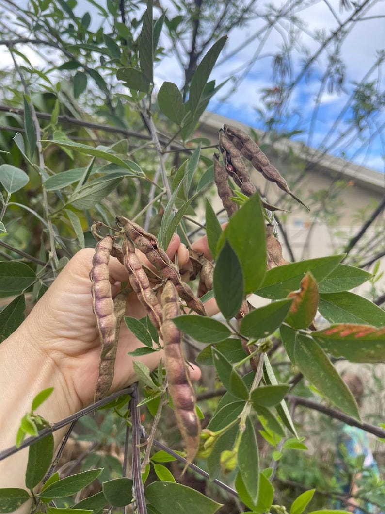 Pu&ograve; includere: Primo piano di una mano che tiene baccelli di semi marroni di una pianta con foglie verdi. I baccelli sono lunghi e sottili, con una consistenza leggermente rugosa.