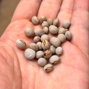 Heirloom Pigeon Pea Seeds, Cajanus Cajan, Food Forest Plant, Perennial Vegetable, Legume, Pigeon Peas, Nitrogen Fixer (25 seeds)