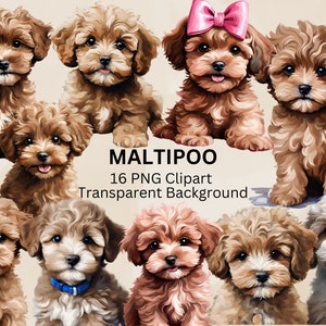 May include: A collection of 10 digital illustrations of Maltipoo puppies. The puppies are brown, cream, and white with curly fur. The images have a transparent background. The text "Maltipoo 16 PNG Clipart Transparent Background" is at the bottom of the image.