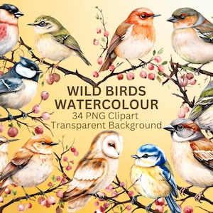 Beaux oiseaux sauvages à l'aquarelle, 34 cliparts PNG, téléchargement immédiat, usage Commercial et personnel