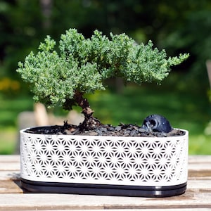 Bonsai Pflanzgefäß + Abtropfschale - KUMIKO ASANOHA - 5 Farbschemata