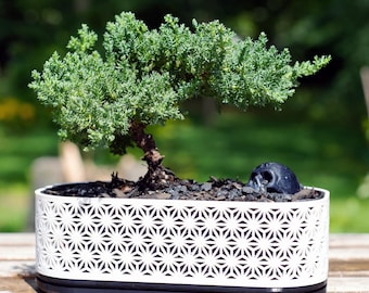 Japanese Ramen Bowl Planter | Floating Noodles and Topping