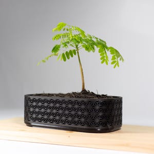 Op de afbeelding: Een kleine plant met groene bladeren in een zwarte, geometrisch gevormde rechthoekige plantenbak. De plantenbak staat op een lichtgekleurd houten oppervlak. De plant heeft een slanke, bruine stengel tegen een neutrale achtergrond.