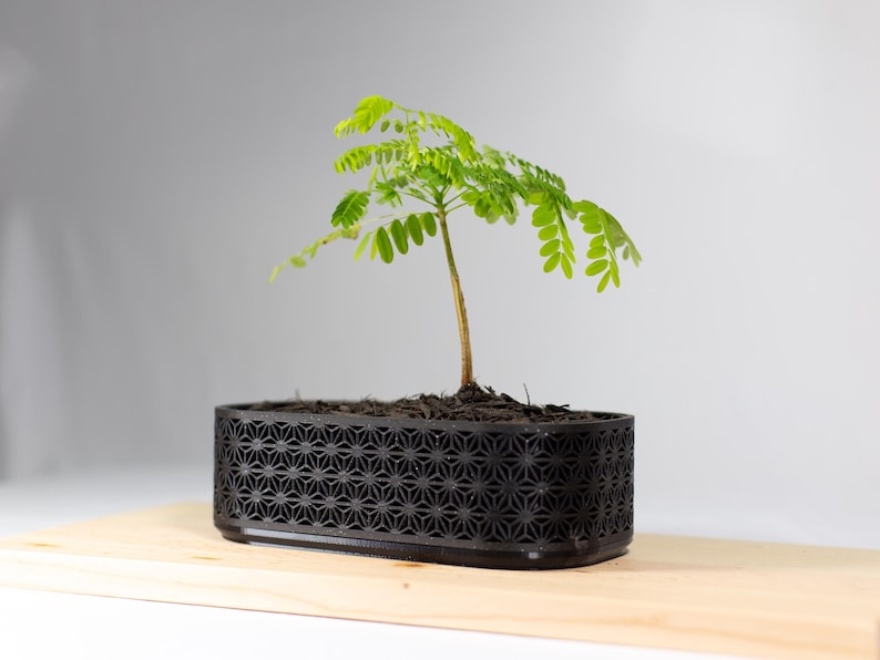 Op de afbeelding: Een kleine plant met groene bladeren in een zwarte, geometrisch gevormde rechthoekige plantenbak. De plantenbak staat op een lichtgekleurd houten oppervlak. De plant heeft een slanke, bruine stengel tegen een neutrale achtergrond.