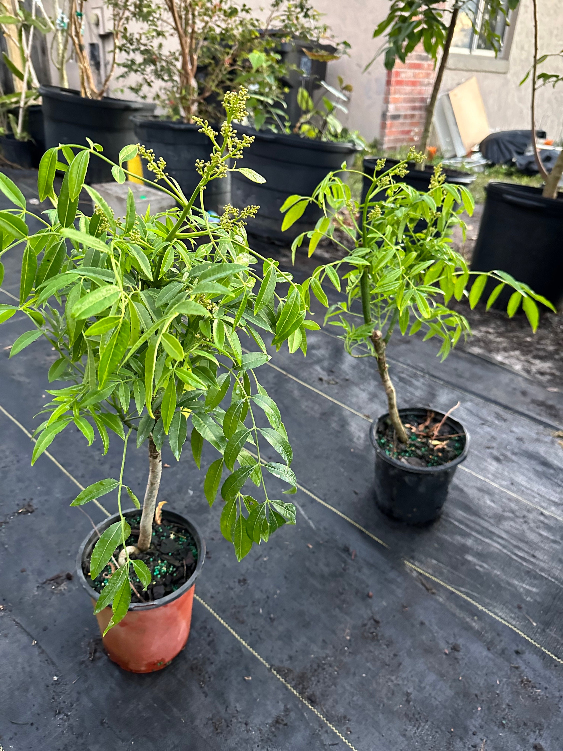 Dwarf June Plum/ Ambarella Plant Etsy