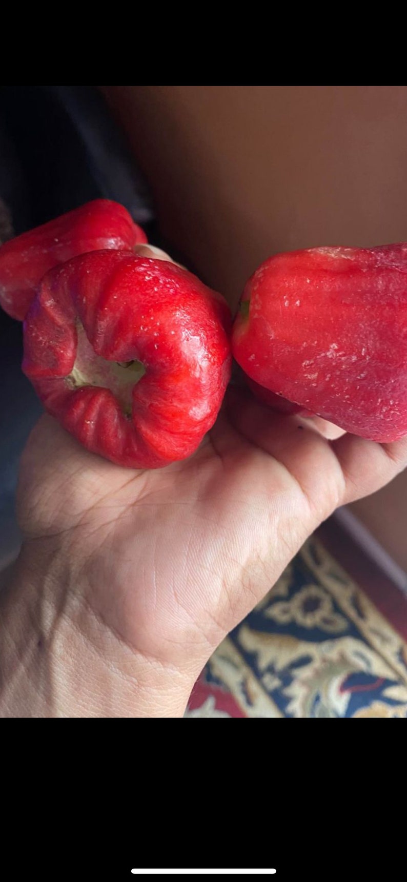 Thai Wax Jambu Plant Etsy