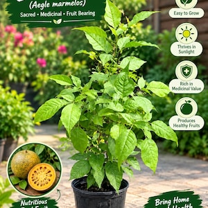 May include: A potted Bael plant, Aegle marmelos, with green leaves in a black plastic container. Text includes Bael Plant, Sacred, Medicinal, Fruit Bearing, Easy to Grow, Thrives in Sunlight, Rich in Medicinal Value, Produces Healthy Fruits, and Bring Home Good Health.