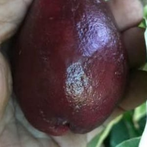 Variegated wax apple plant