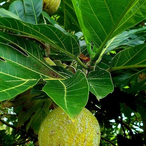 Breadfruit tree (airlayered plant)