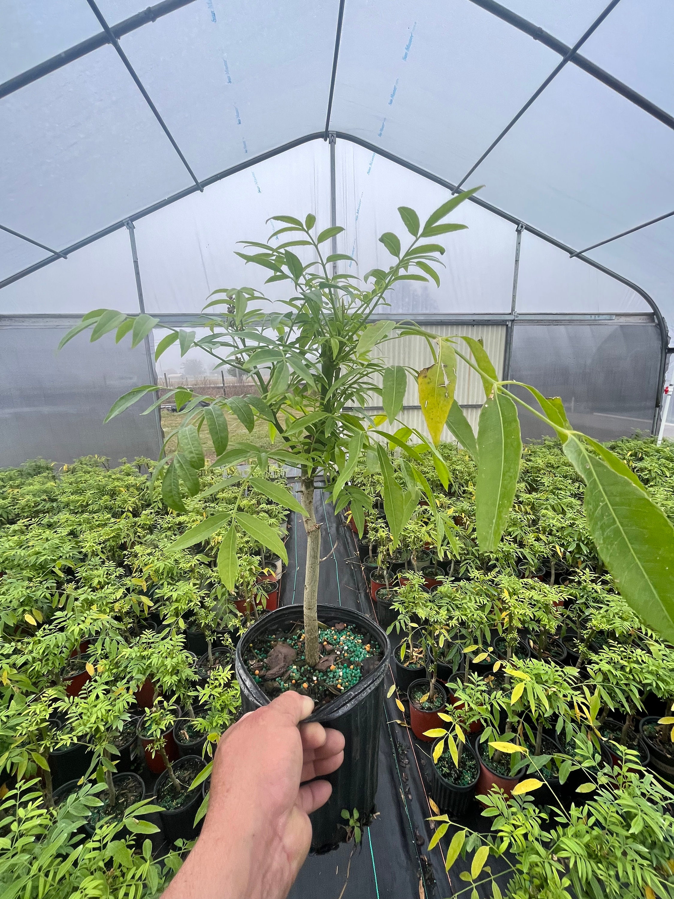 Dwarf June Plum/ Ambarella Plant Etsy