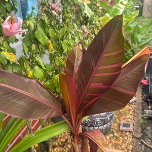 Musa nono pink variegated banana - Etsy 日本
