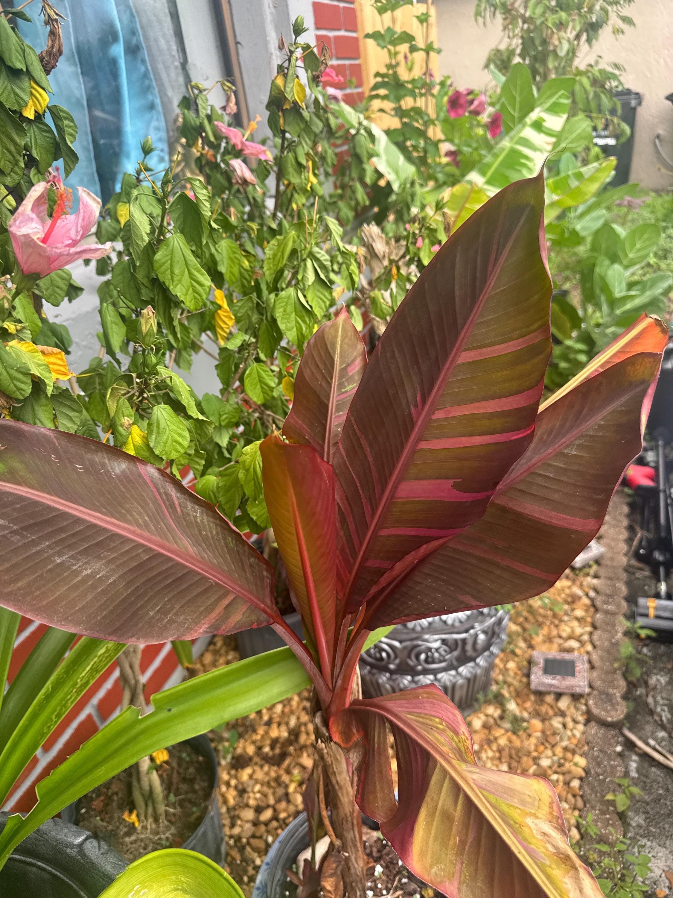 Musa nono pink variegated banana - Etsy 日本