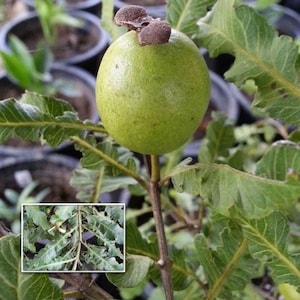 albero di guava a foglia piuma
