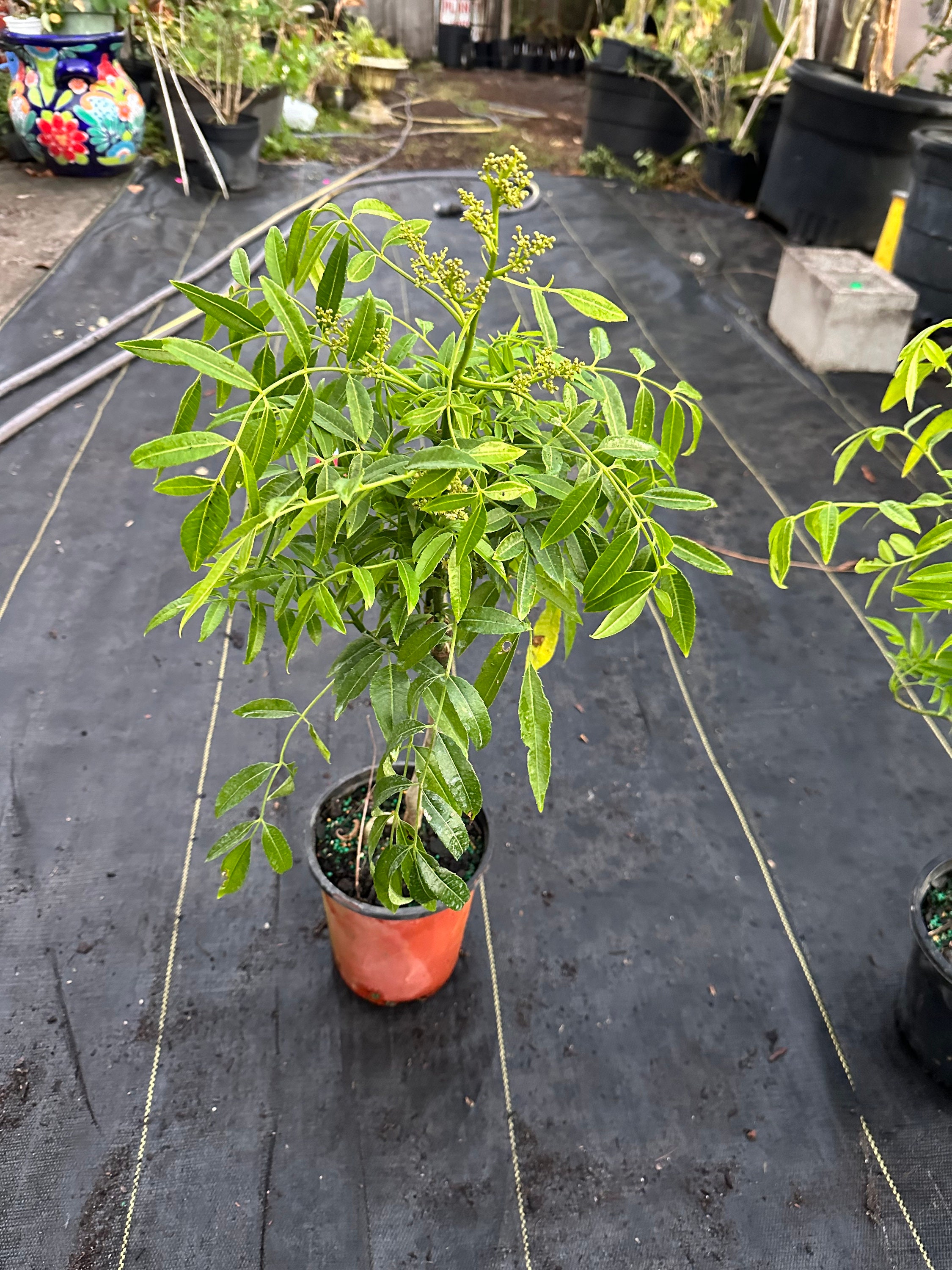 Dwarf June Plum/ Ambarella Plant Etsy