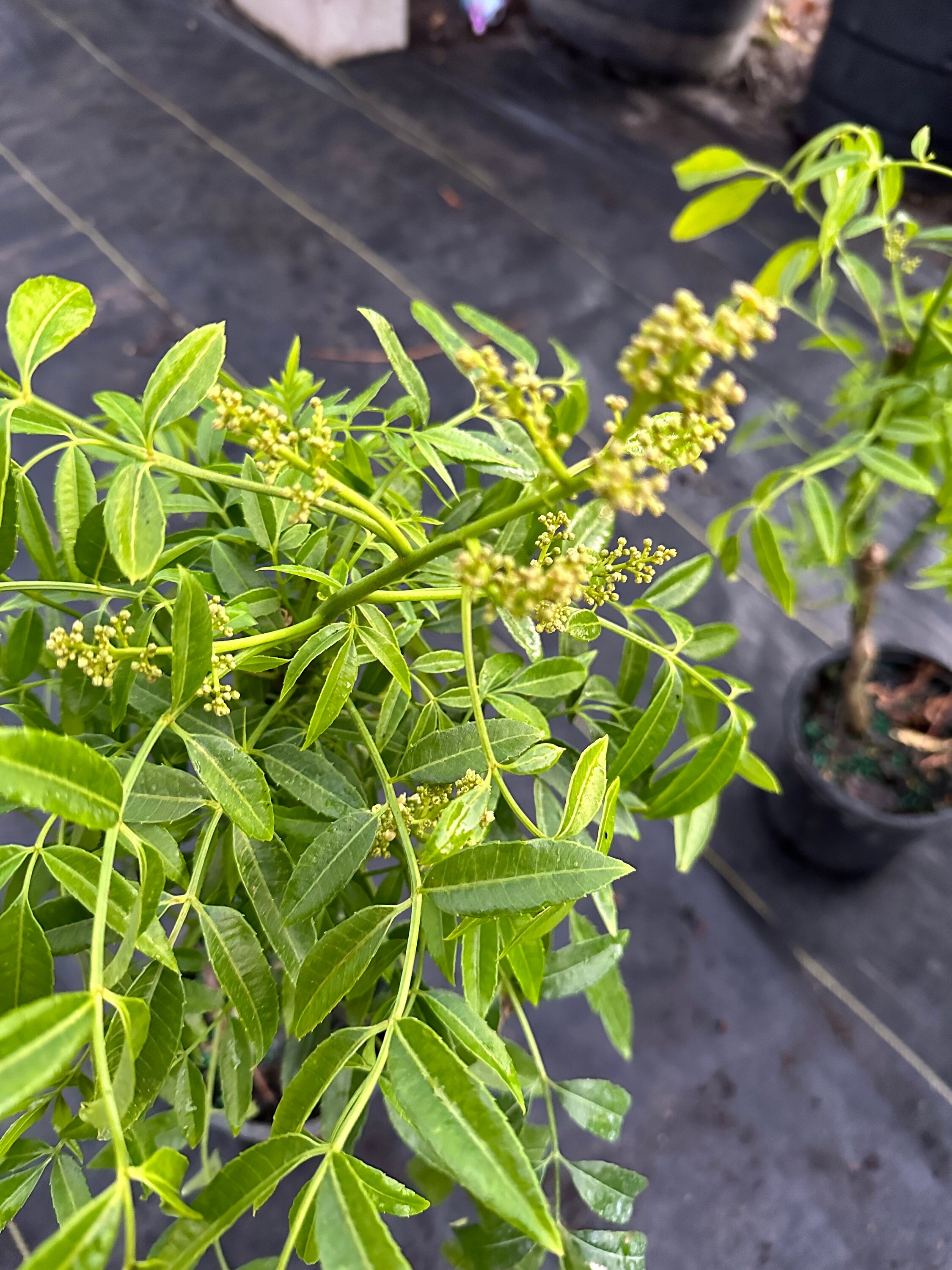 Dwarf June Plum/ Ambarella Plant Etsy