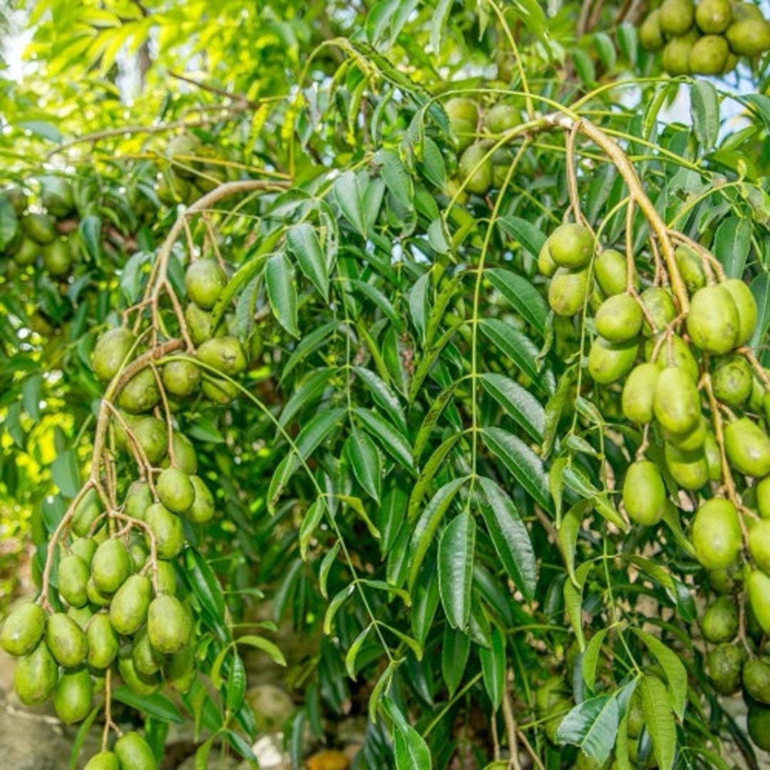 Dwarf June Plum/ Ambarella Plant Etsy
