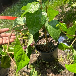 betel leaf/ paan leaf plant plant